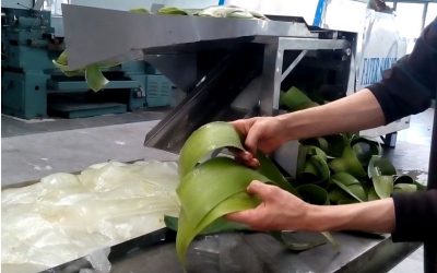 Aloe Vera Peeling Machine +Thorn Cutter