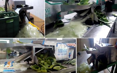 Aloe Vera Peeling Machine +Thorn Cutter